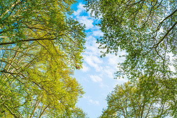 Beautiful trees branch on blue sky .