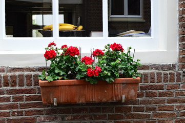 Fototapeta na wymiar window with flowers and flowers in pots on wall