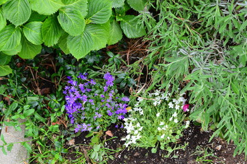 flowers in garden