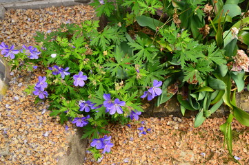 flowers in the garden