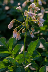 Field of Potatoes. Flowering potatoes. Agriculture