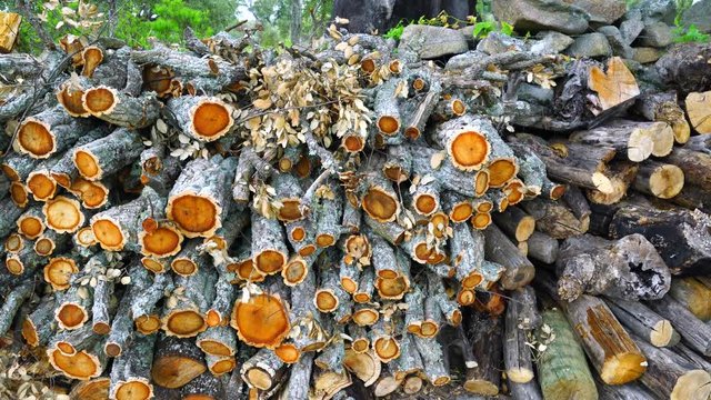 ALCORNOQUE - CORK OAK (Quercus suber), Faia Brava Private Reserve, Coa Valley, Portugal, Europe