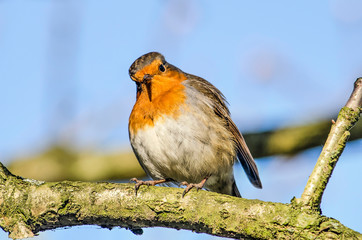 A Robin sitting on the branch of a tree looking curiously at the observer