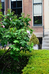 flowers in the garden