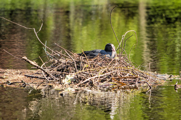 Koot breeding on a nest of twigs and branches in an urban pond