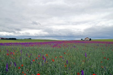 house with green grainfields, colourful delphinium flowers (larkspur) and poppies on a stormy summer's day in rhine land palatinate,germany. petals for natural wedding confetti.