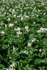 Field of Potatoes. Flowering potatoes. Agriculture