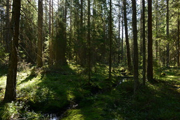 Evergreen dense coniferous forest of tall firs along a forest stream with clear as mirror water
