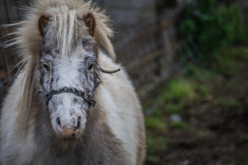 White and grey pony