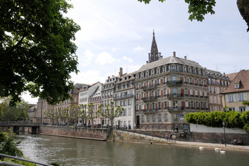 Naklejka premium Schwäne am Ill