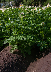 Field of Potatoes. Flowering potatoes. Agriculture