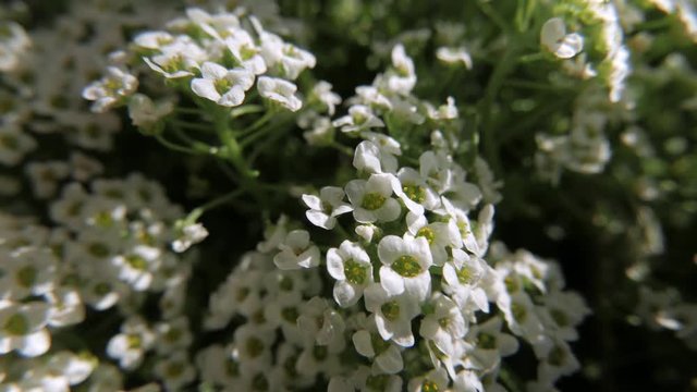 closeup of alyssum flowers on a sunny day