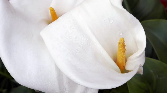 Close-up of zantedeschia aethiopica flower after rain
