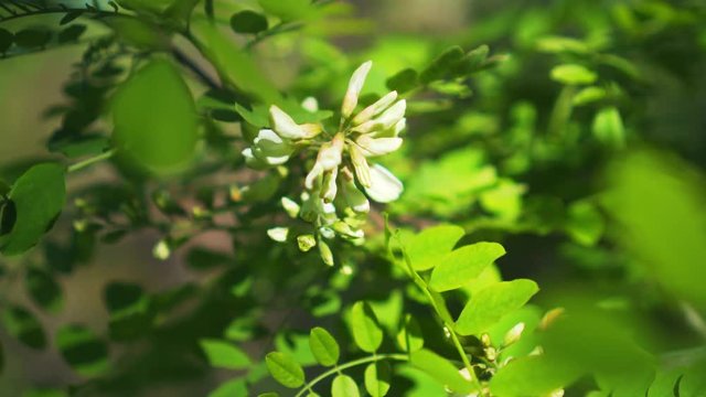 Flowering acacia tree closeup. Flowers and leaves of white acacia sway in the wind on a tree branch in the park. Beautiful spring landscape.