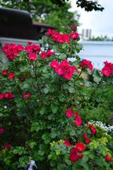 flowers in the garden