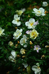 flowers in the garden