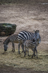 A mother zebra with her foals