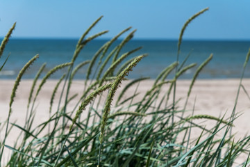 Green grass on Baltic sea beach near Liepaja, Latvia.