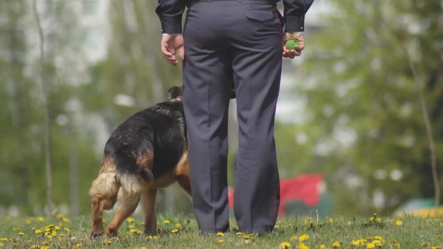Training of a police dog shepherd dog on the lawn, dog training, dog breeding