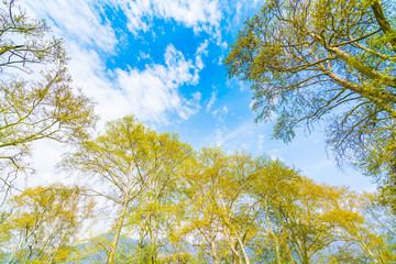 Beautiful trees branch on blue sky .