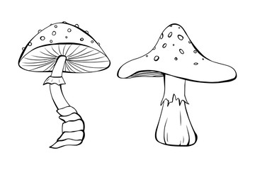 Cartoon style vector illustration two mushroom set. Great design elements for sticker, card, print or poster. Drawing template isolated on white background. Nature, botany, forest, amanita, toadstool