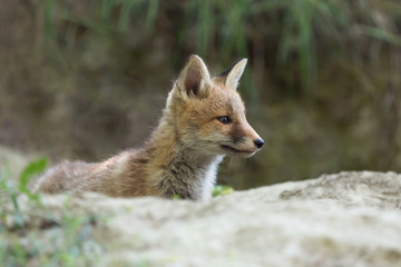 Naklejka na ściany i meble Red fox in Alps mountains (Vulpes vulpes)