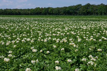 Fototapeta na wymiar Flowering potatoefield Netherlands. Agriculture