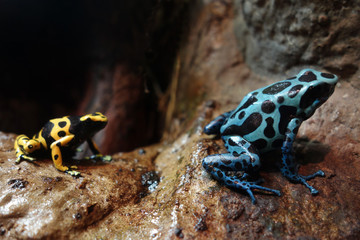 South America Poison Dart Frogs
