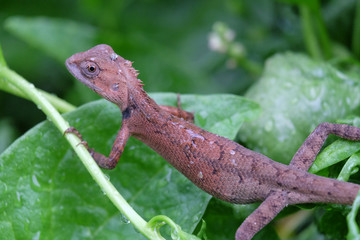 lizard on a tree