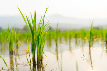 Fototapeta premium Rice seedlings in the field 