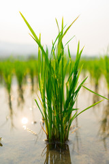 Rice seedlings in the field 