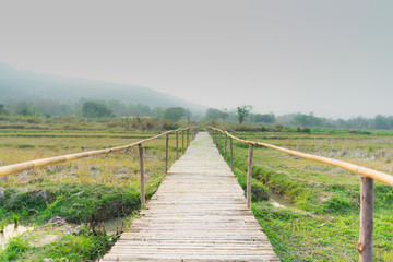 The bamboo bridge in the green field