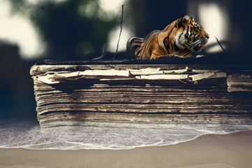 Tiger lying on the old book