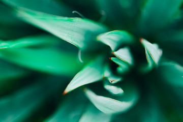 Macro photo of agave leaves colored in Coral and blue colors. Duotone concept.