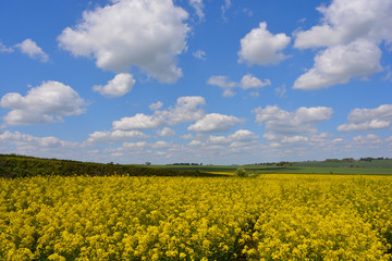 Obraz premium English landscape in late Spring with a field of oilseed rape in flower
