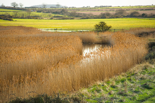Golden reeds on wetlands off Norfolk Coast Path National Trail near Burnham Overy Staithe, Norfolk, East Anglia