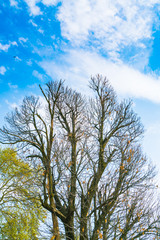 Beautiful trees branch on blue sky .