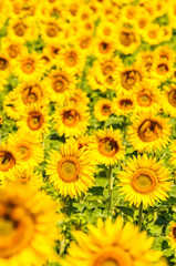 Obraz premium Sunflower field, Provence, France, shallow focus