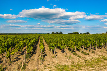 Fototapeta na wymiar Vineyards of Saint Emilion, Bordeaux, France