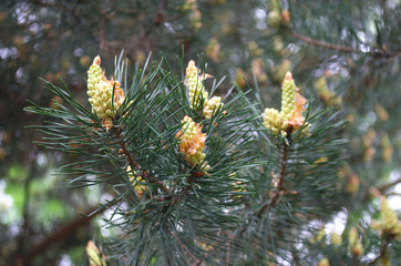 Young green evergreen needles and cones of a pine tree. Evergreen pine family tree. Close-up
