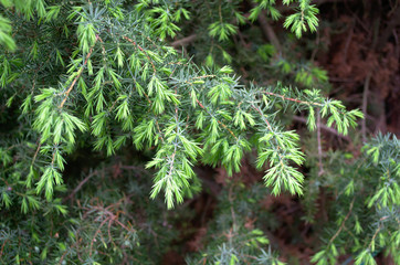 Young green evergreen needles of a fir tree Tsuga canadensis. Slender, evergreen pine family tree. Close-up