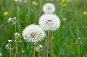 Fluffy airy dandelions close-up on nature green glade background. 