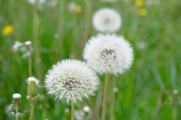 Fluffy airy dandelions close-up on nature green glade background. 