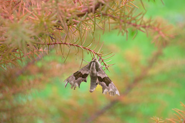 Butterfly Proserpinus proserpina sitting on the colorful coniferous thorny bush closeup