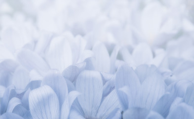 Fototapeta na wymiar Light blue spring floral background. Soft effect.