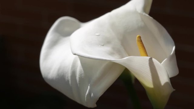 Close-up of zantedeschia aethiopica flower after rain