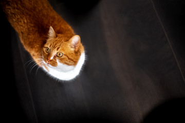 Top view of red cat with golden eyes on background of black floor