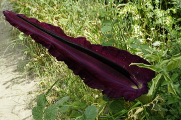 Aronstab