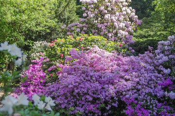 Rhododendron plants in bloom with flowers of different colors. Azalea bushes in the park with different flower colors. Rhododendron flower pattern.