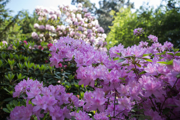 Rhododendron ledicanense in botanical garden